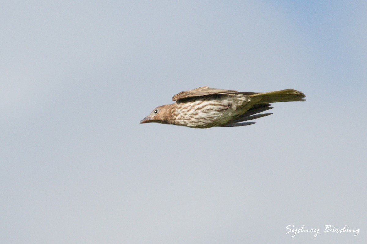 Australasian Figbird - ML638271595