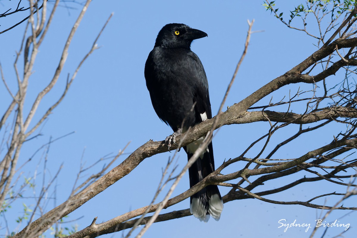 Pied Currawong - ML638271597