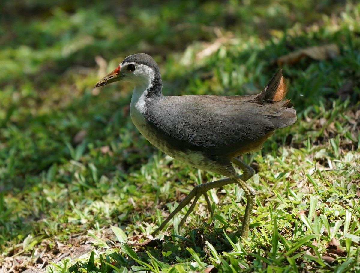 White-breasted Waterhen - ML638271601