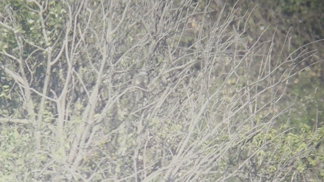 Tropical Kingbird - ML638271603