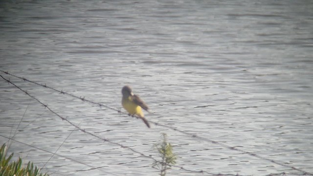 Tropical Kingbird - ML638271604