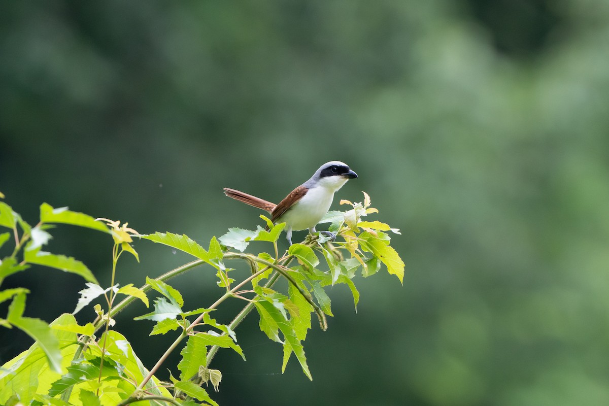 Tiger Shrike - ML638271610