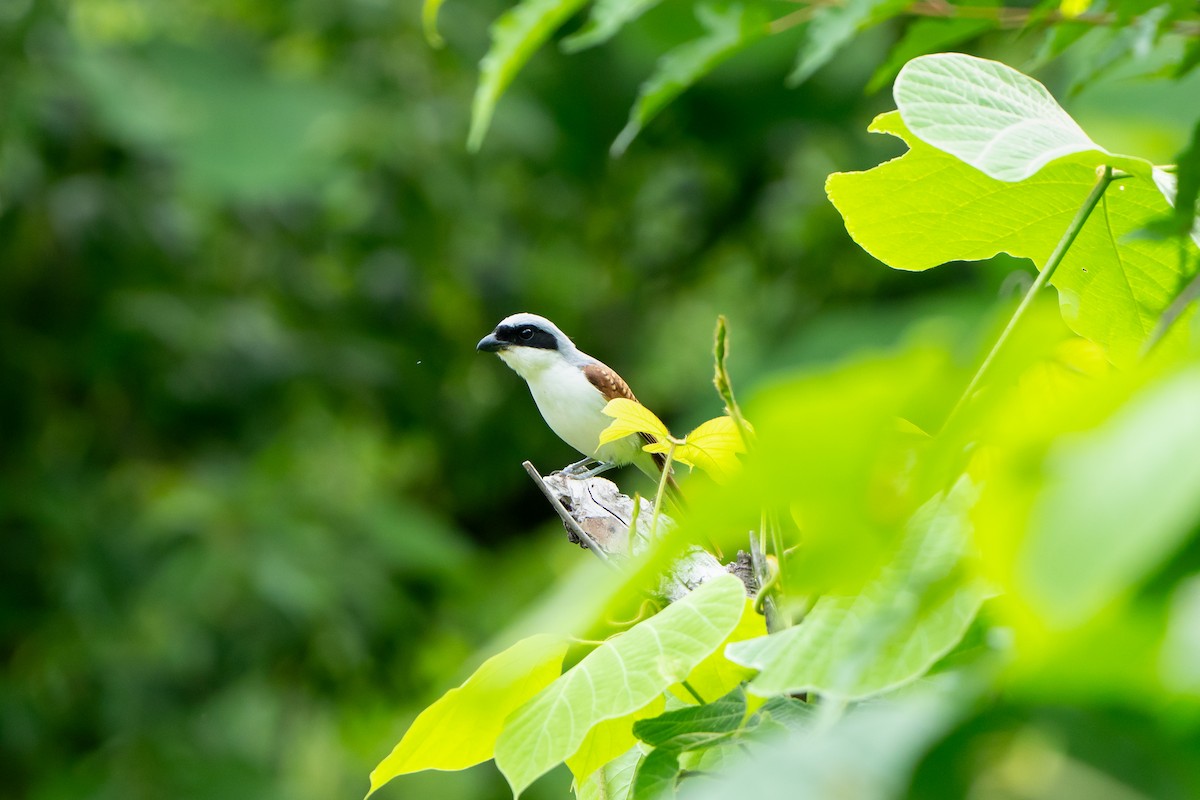 Tiger Shrike - ML638271611