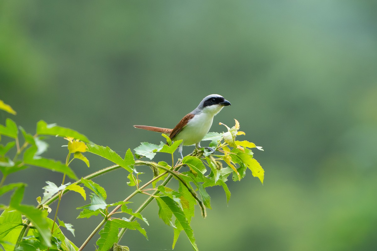Tiger Shrike - ML638271612