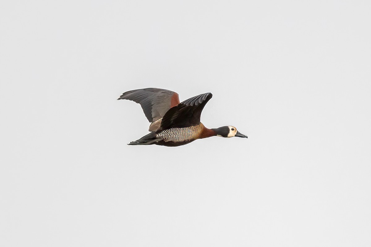 White-faced Whistling-Duck - ML638271628