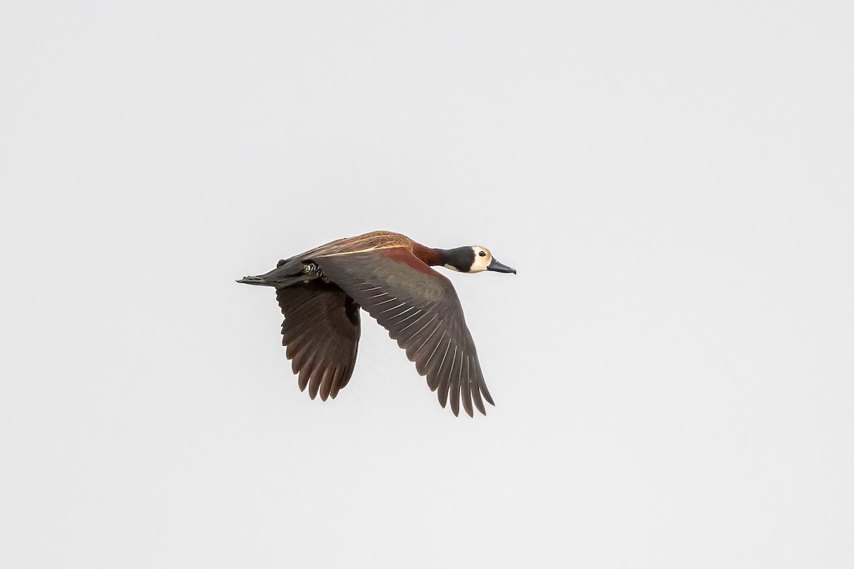 White-faced Whistling-Duck - ML638271629