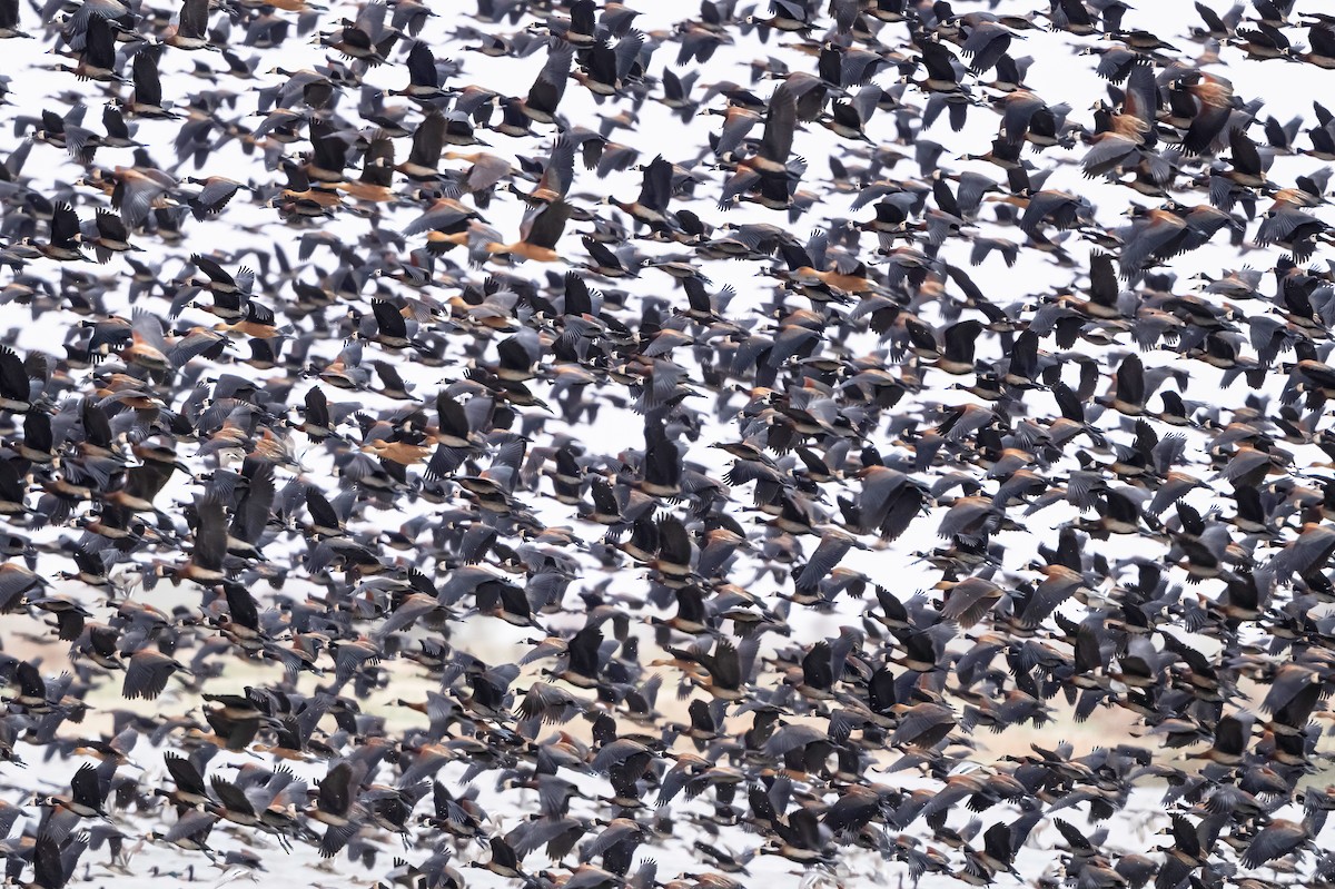 White-faced Whistling-Duck - ML638271630