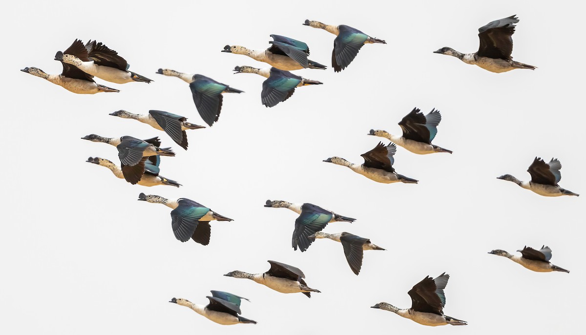 Knob-billed Duck - ML638271636