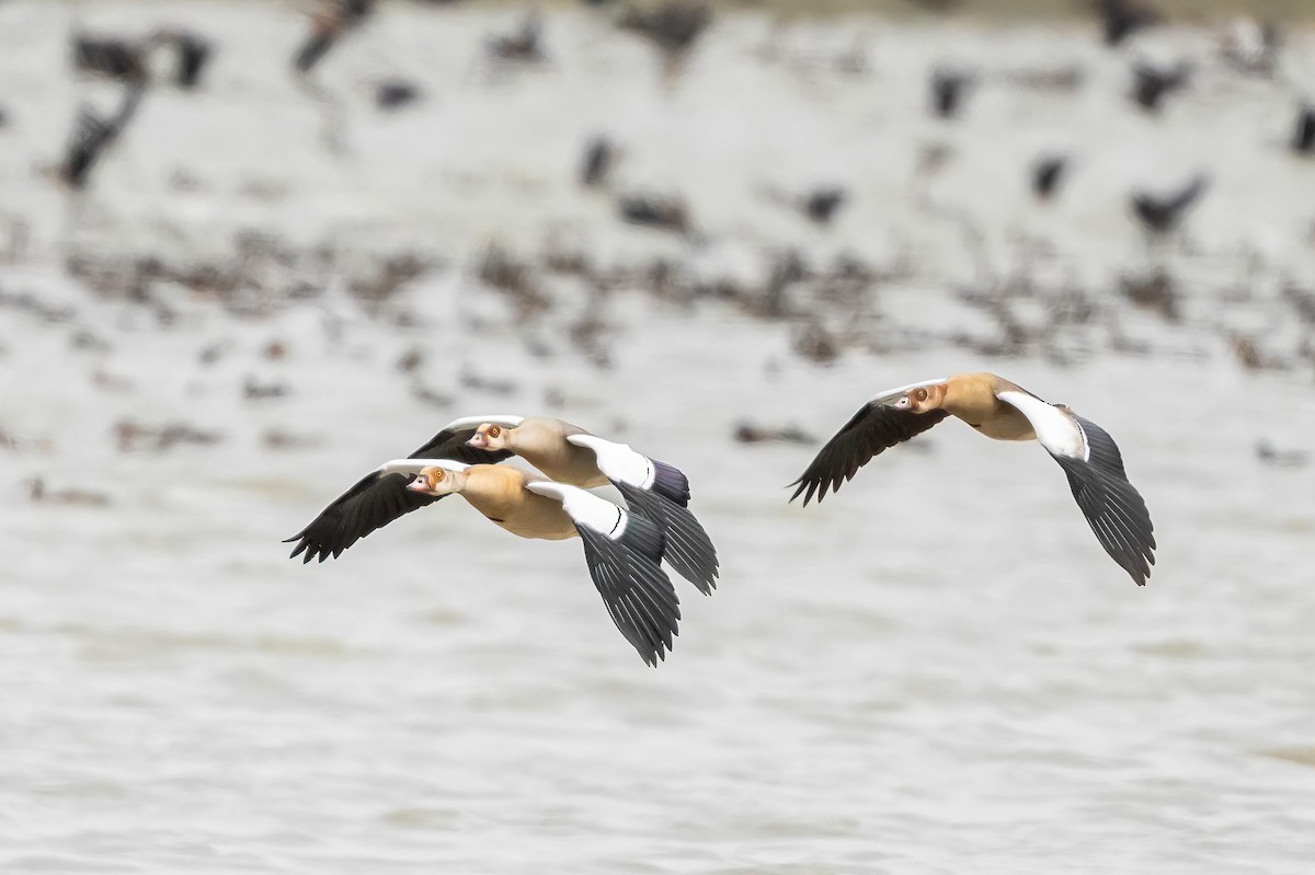 Egyptian Goose - ML638271638