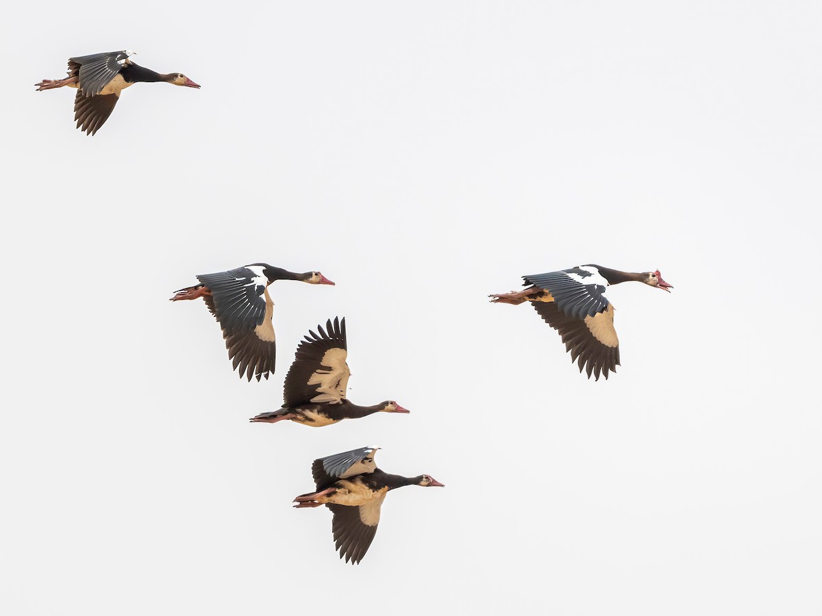 Spur-winged Goose - ML638271646