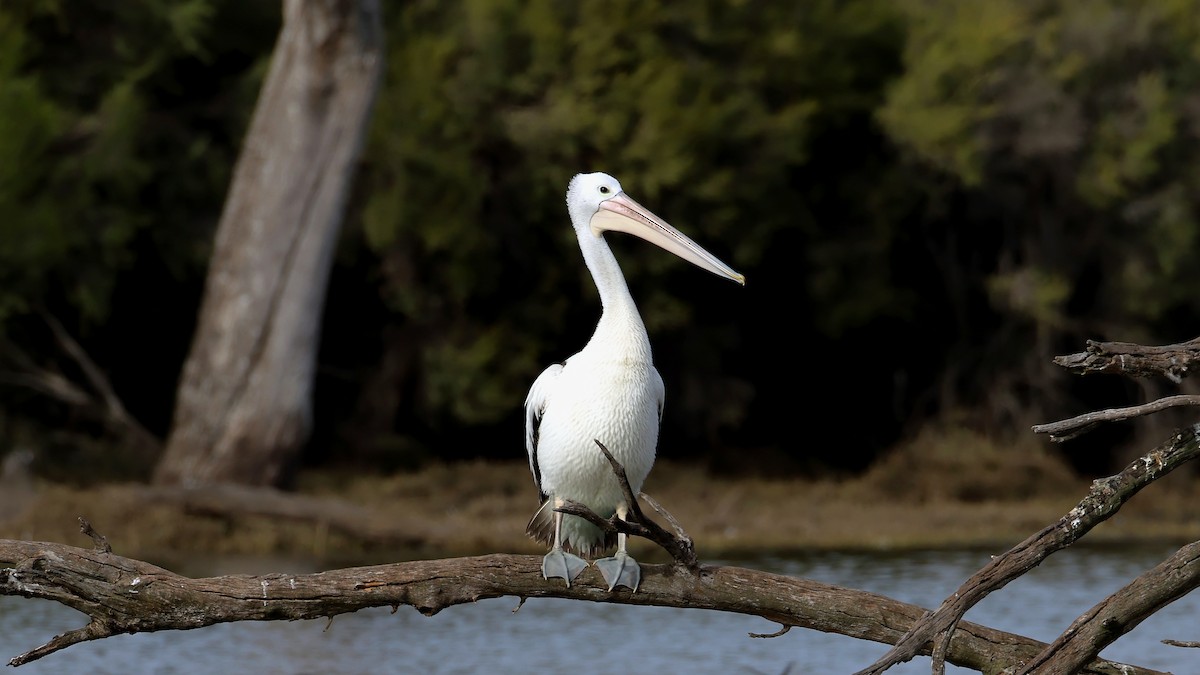 Australian Pelican - ML638271658