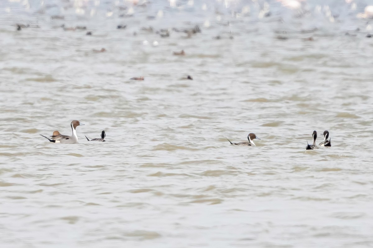 Northern Pintail - ML638271662