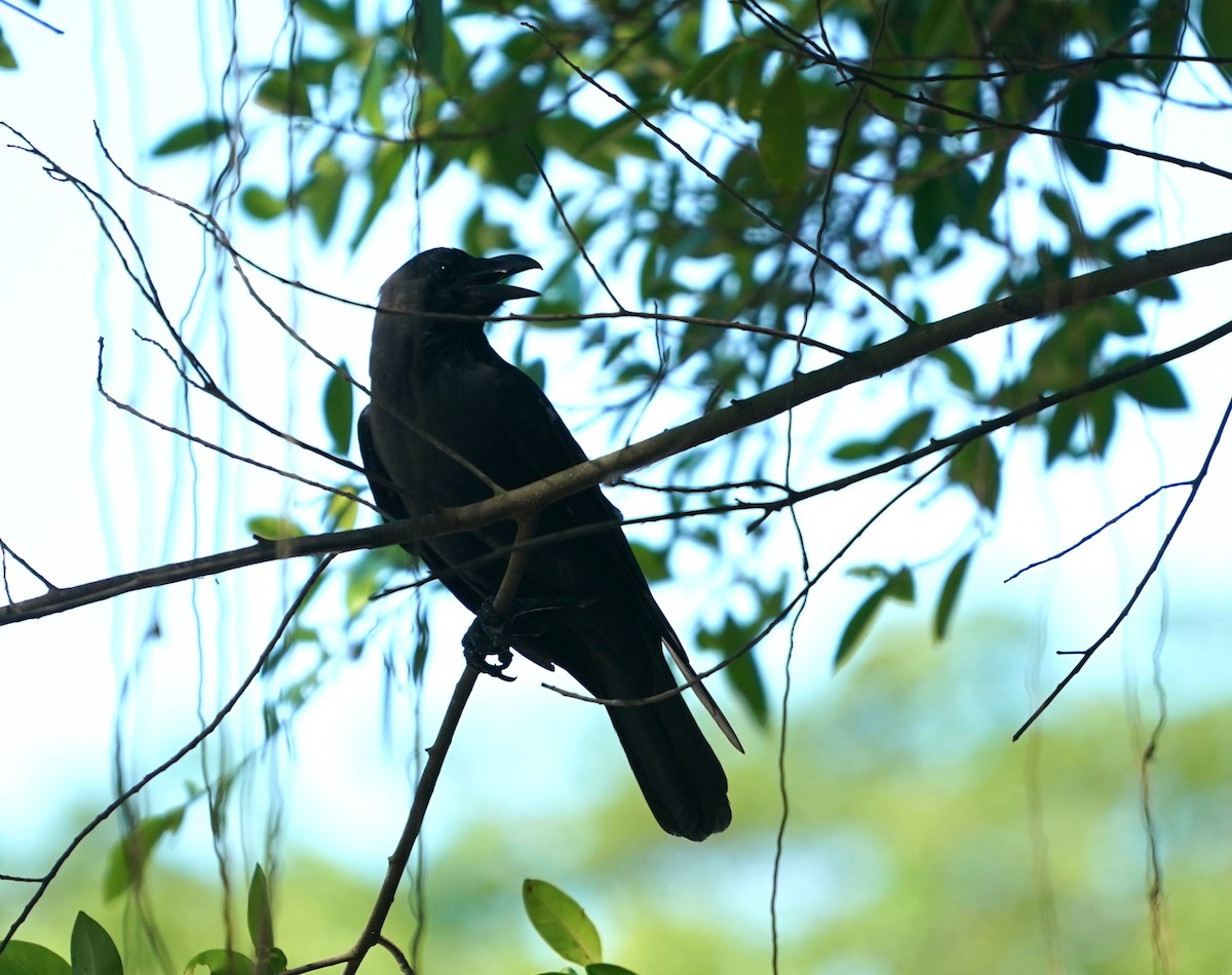 House Crow - ML638271663