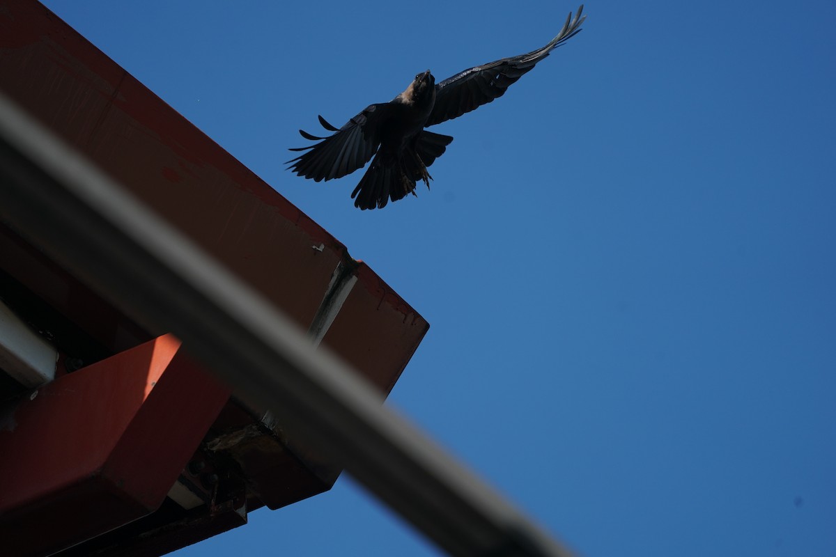 House Crow - ML638271666