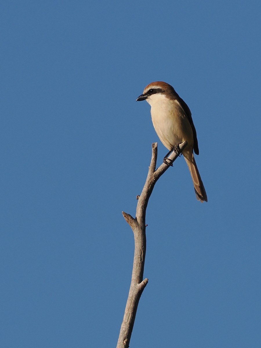Brown Shrike - ML638271676