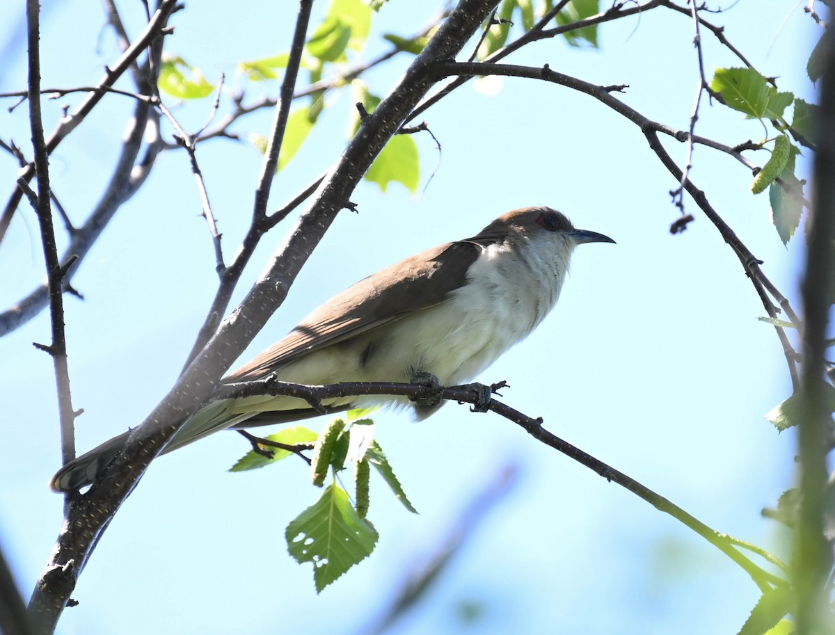 Black-billed Cuckoo - ML638271685