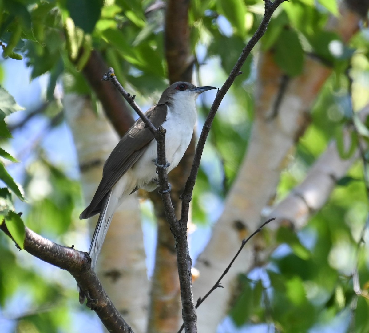 Black-billed Cuckoo - ML638271688