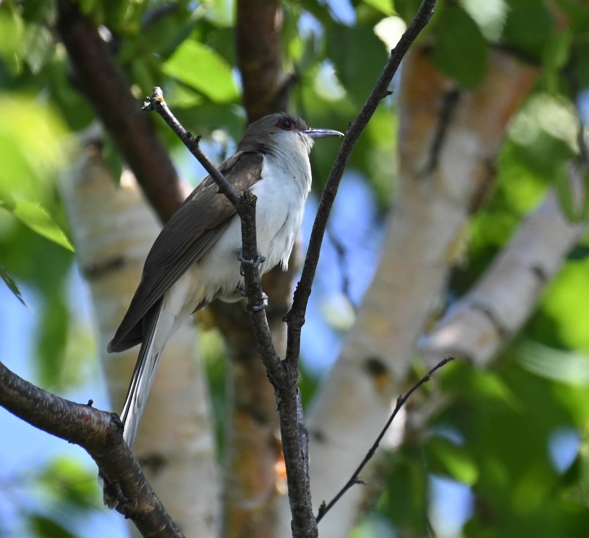 Black-billed Cuckoo - ML638271689