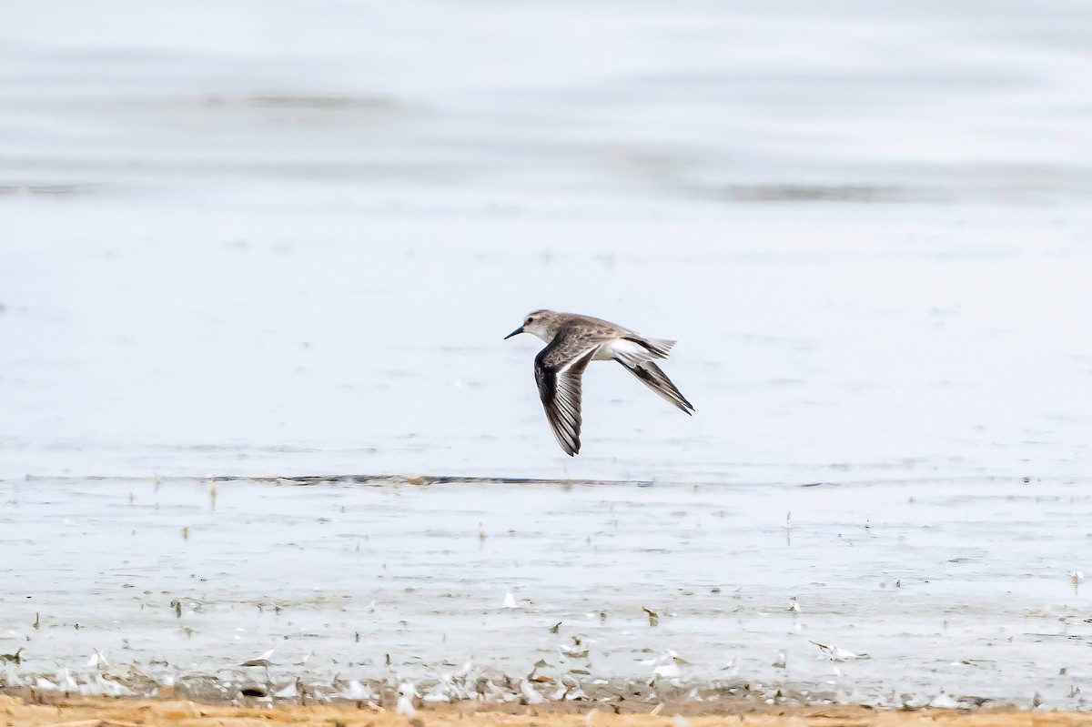Little Stint - ML638271701