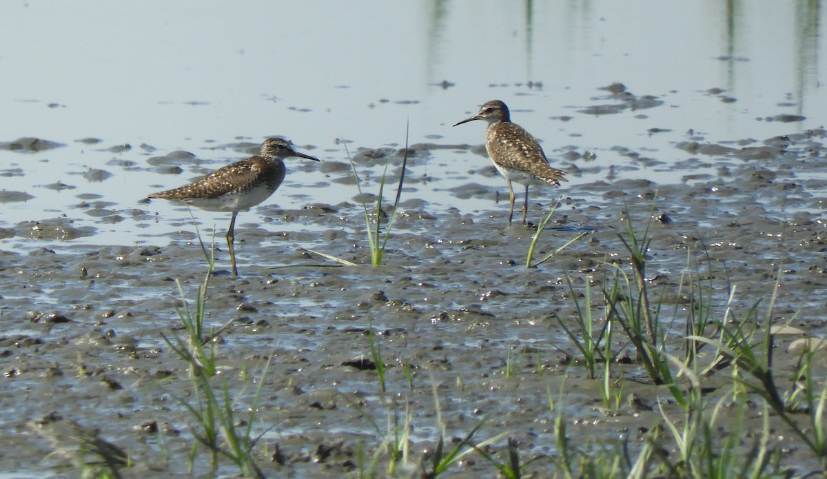 Wood Sandpiper - ML638271708