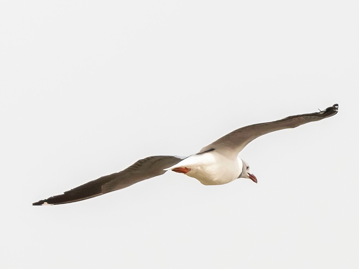 Gray-hooded Gull - ML638271709