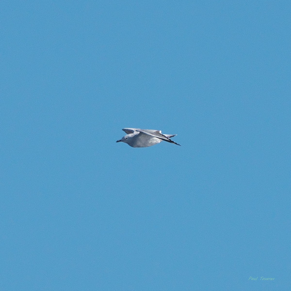 australmåke - ML638271756
