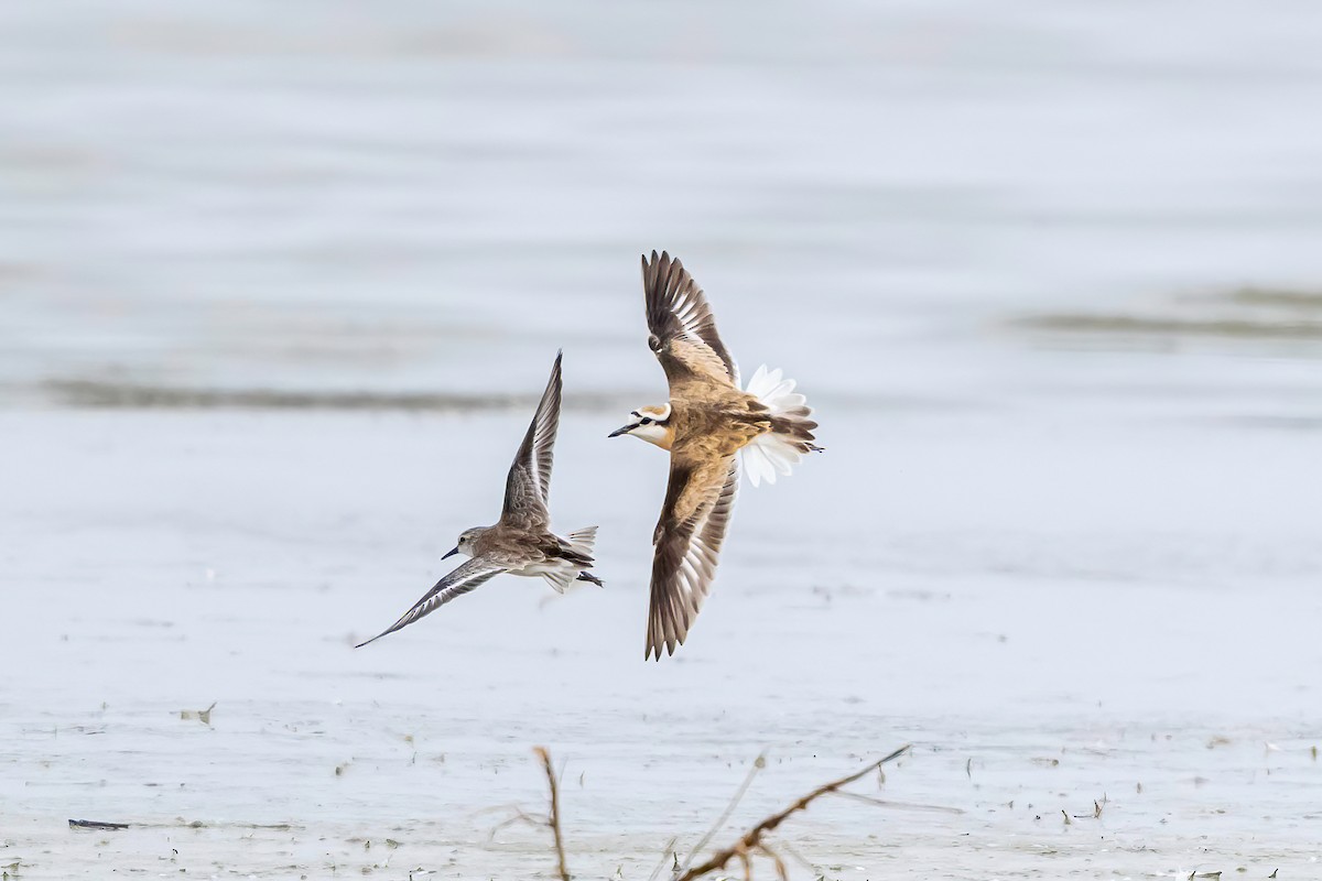 Kittlitz's Plover - ML638271773