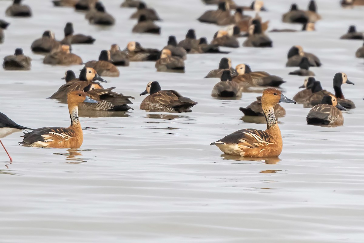 Fulvous Whistling-Duck - ML638271784
