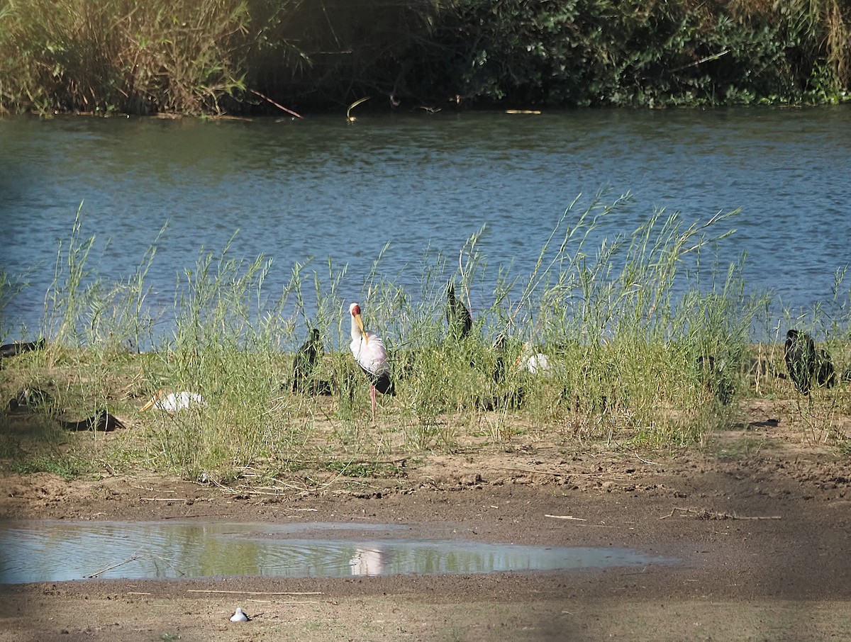 Yellow-billed Stork - ML638271785