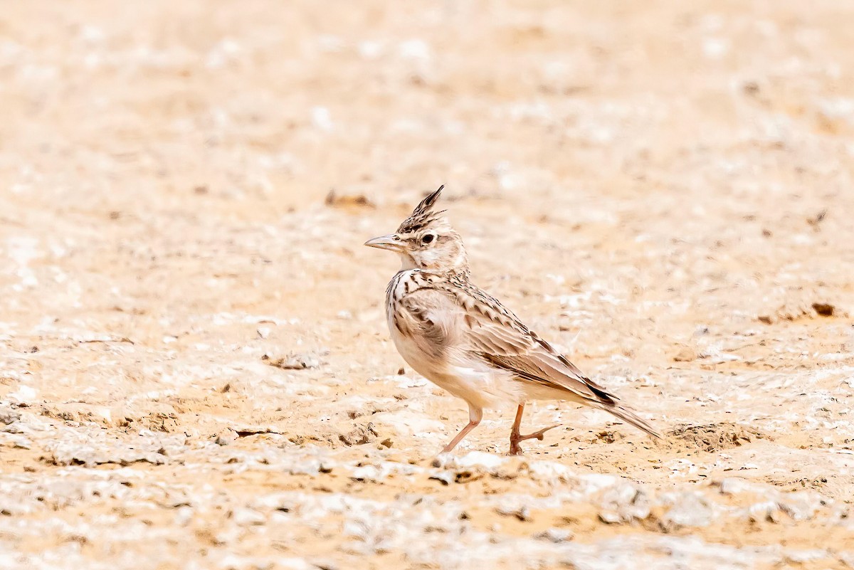 Crested Lark - ML638271789
