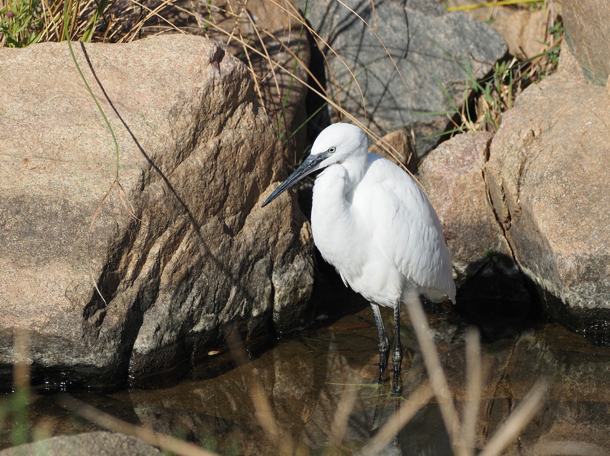 Little Egret - ML638271794