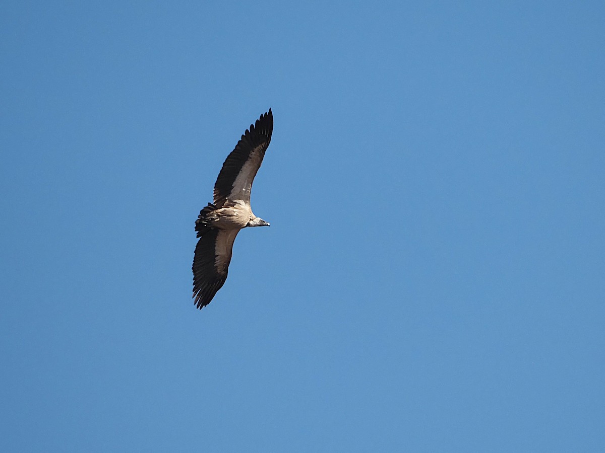 Cape Griffon - ML638271801