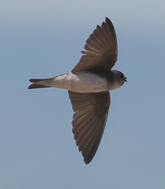 Hirondelle pâle - ML638271805