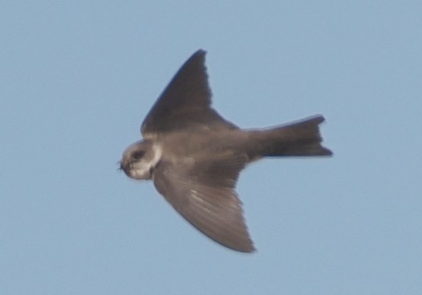 Uhalde-enara argia - ML638271806