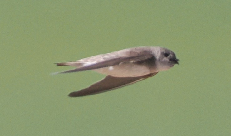 Hirondelle pâle - ML638271808