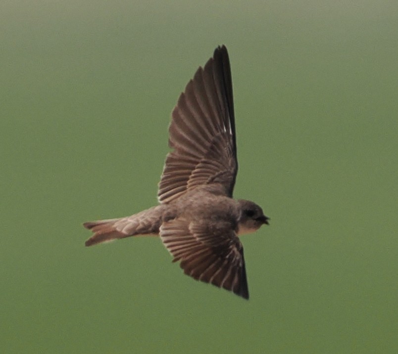 Hirondelle pâle - ML638271810