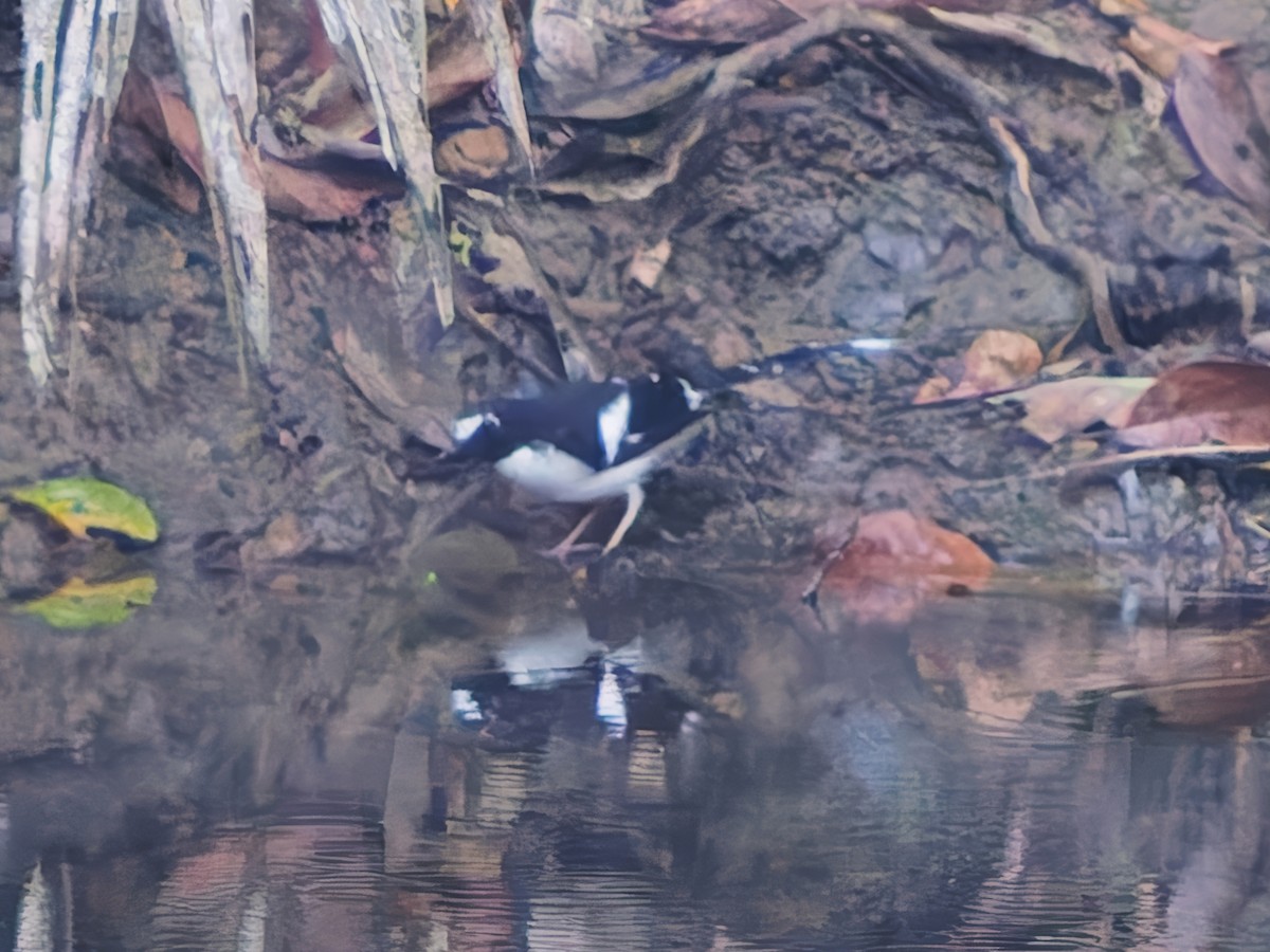 Black-backed Forktail - ML638271814