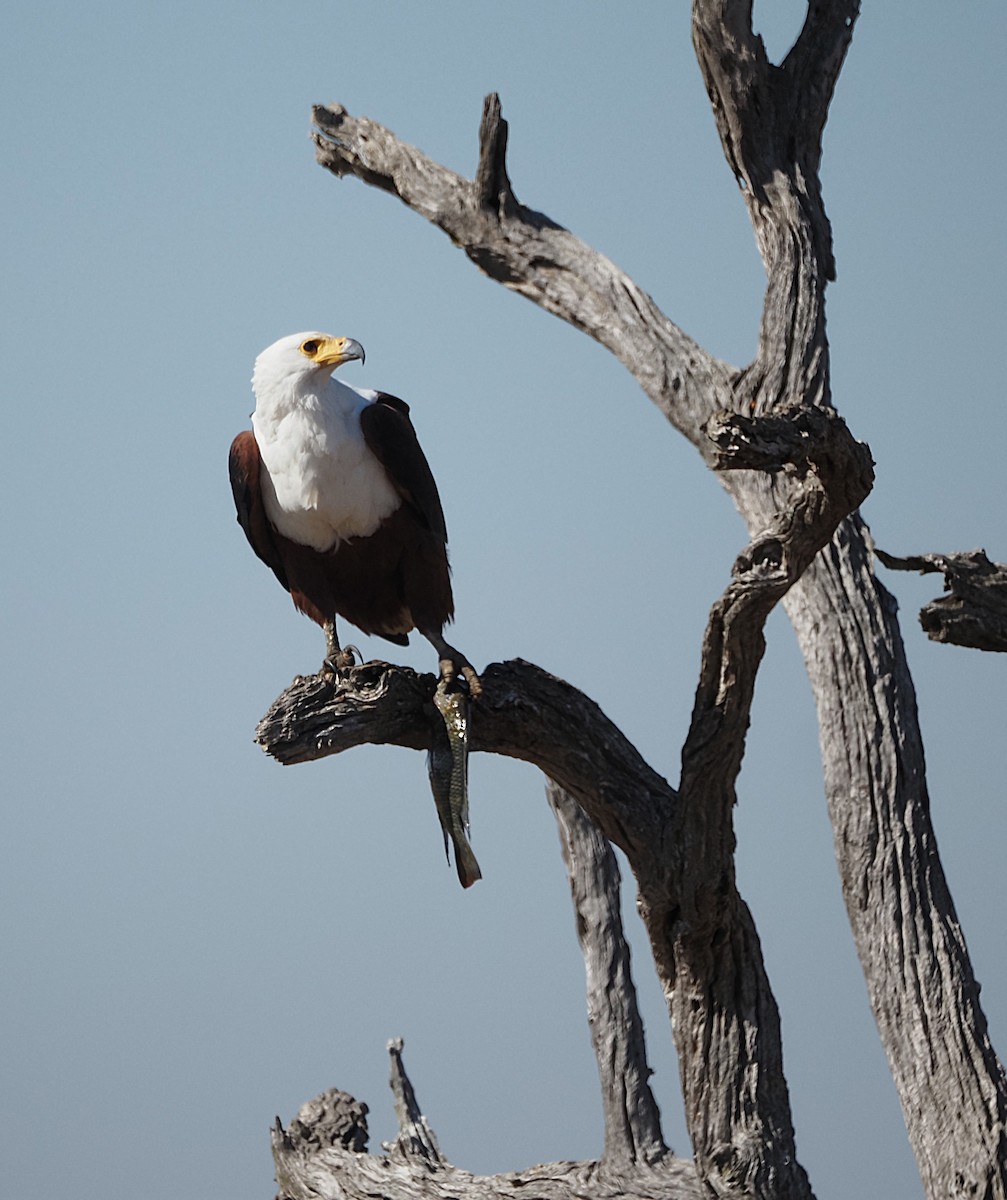 African Fish-Eagle - ML638271823