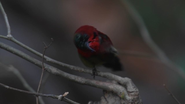 Crimson Sunbird - ML638271825