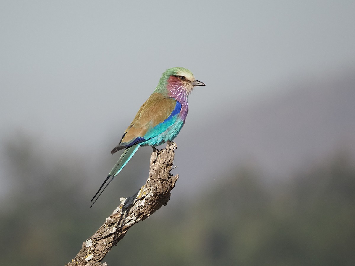 Lilac-breasted Roller - ML638271842