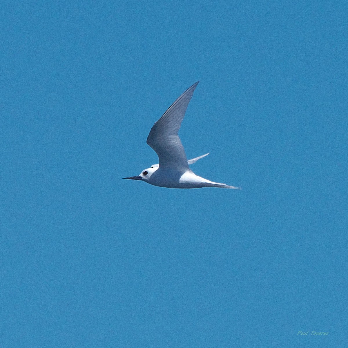White Tern - ML638271843