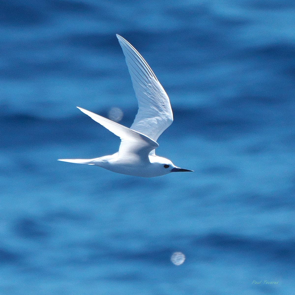 White Tern - ML638271844