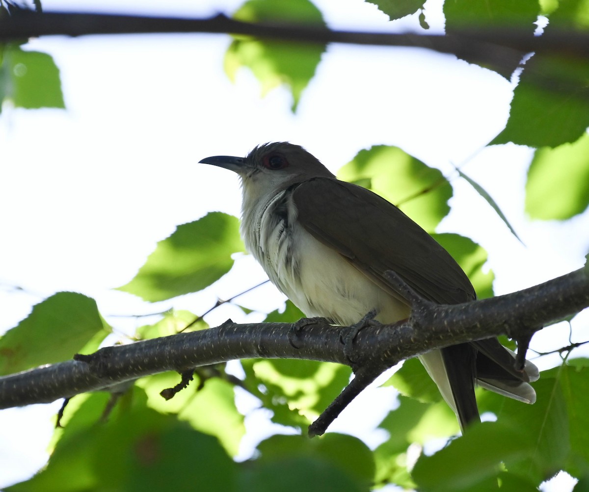 Black-billed Cuckoo - ML638271848