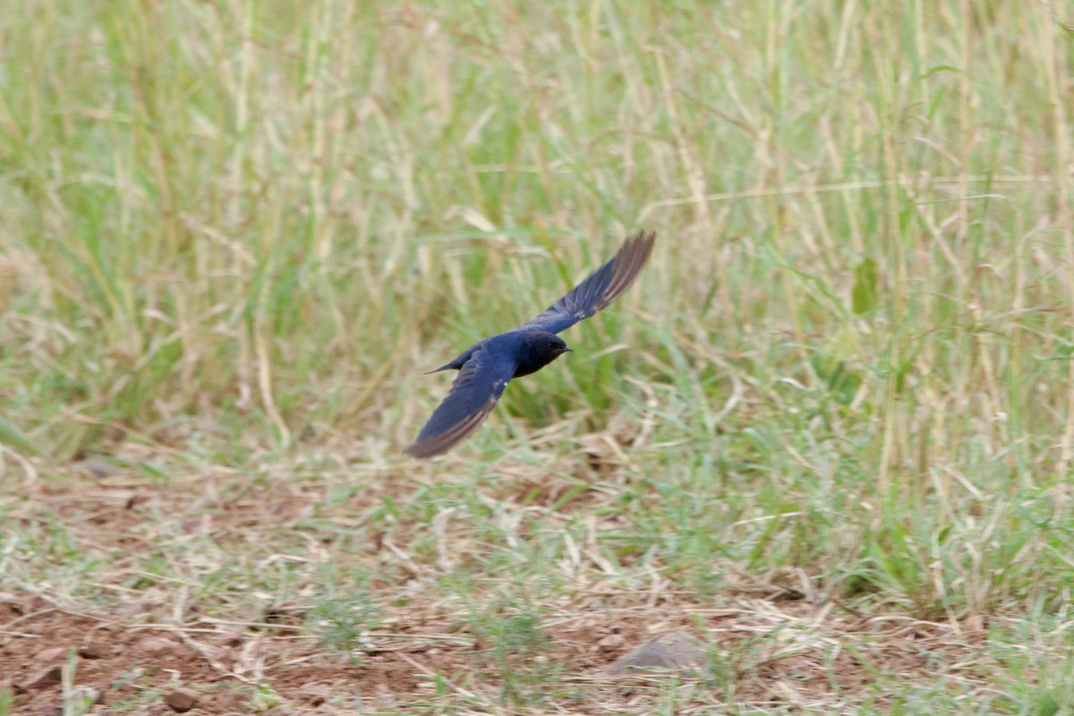 Montane Blue Swallow - ML638271850