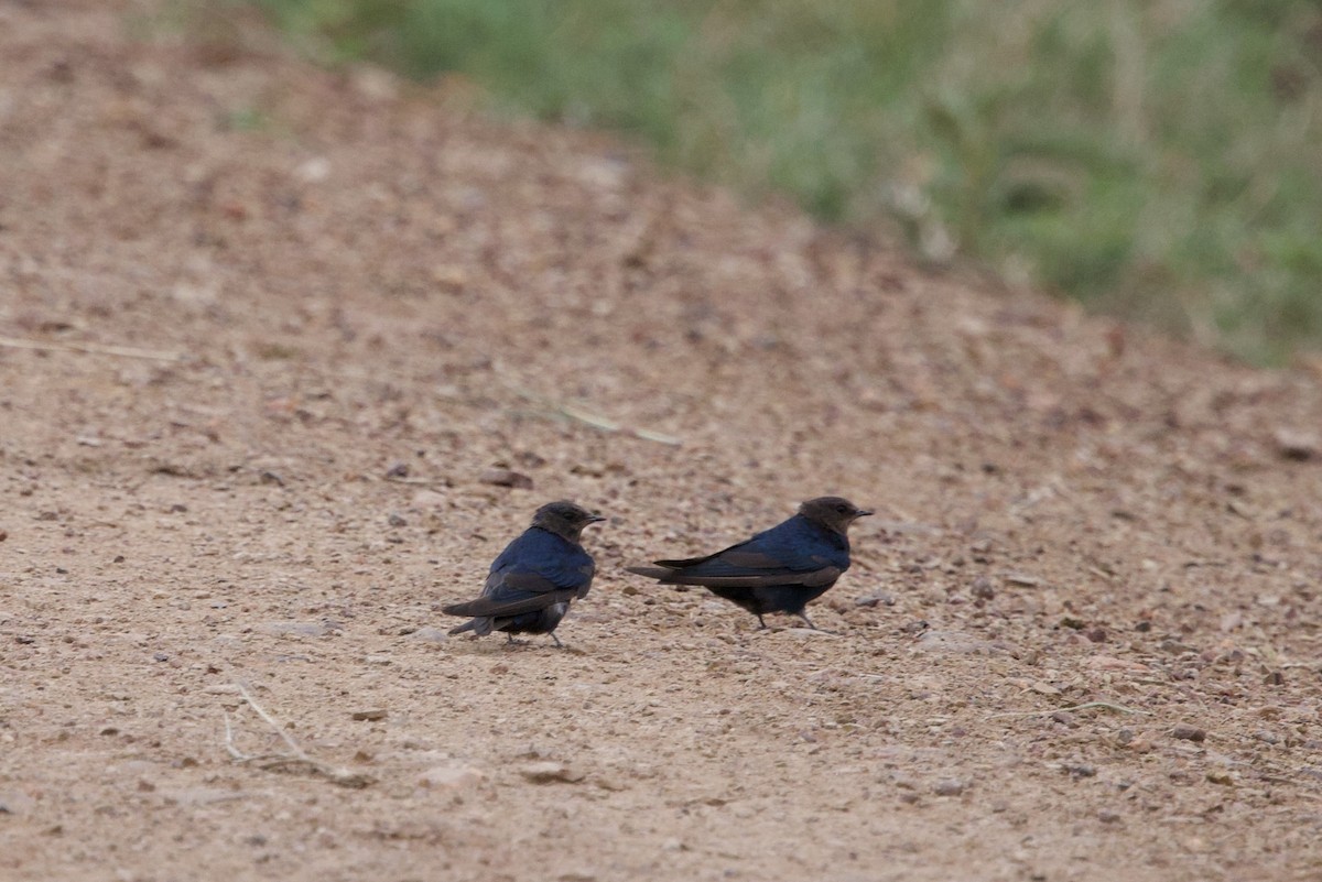 Montane Blue Swallow - ML638271851