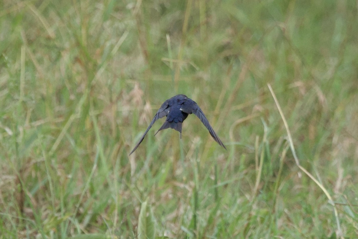 Montane Blue Swallow - ML638271853