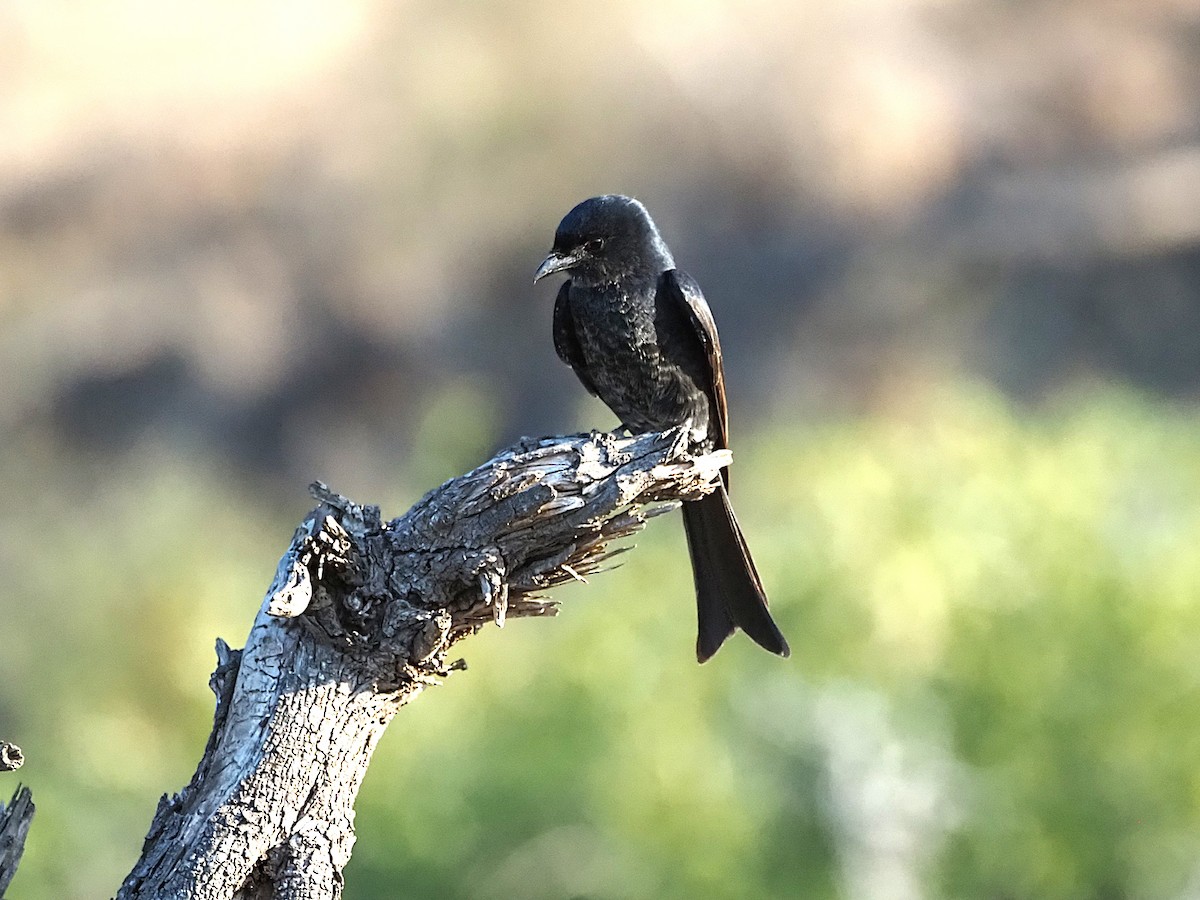 Fork-tailed Drongo - ML638271854