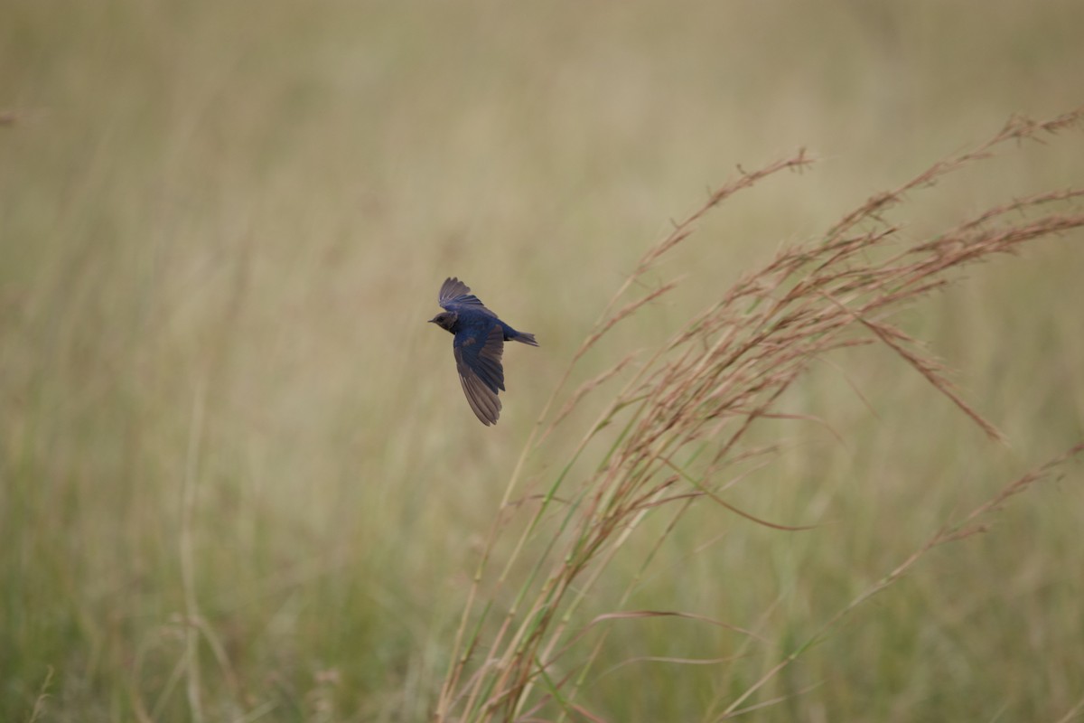 Montane Blue Swallow - ML638271855