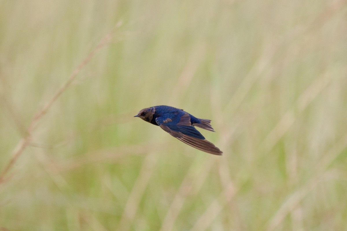 Montane Blue Swallow - ML638271860