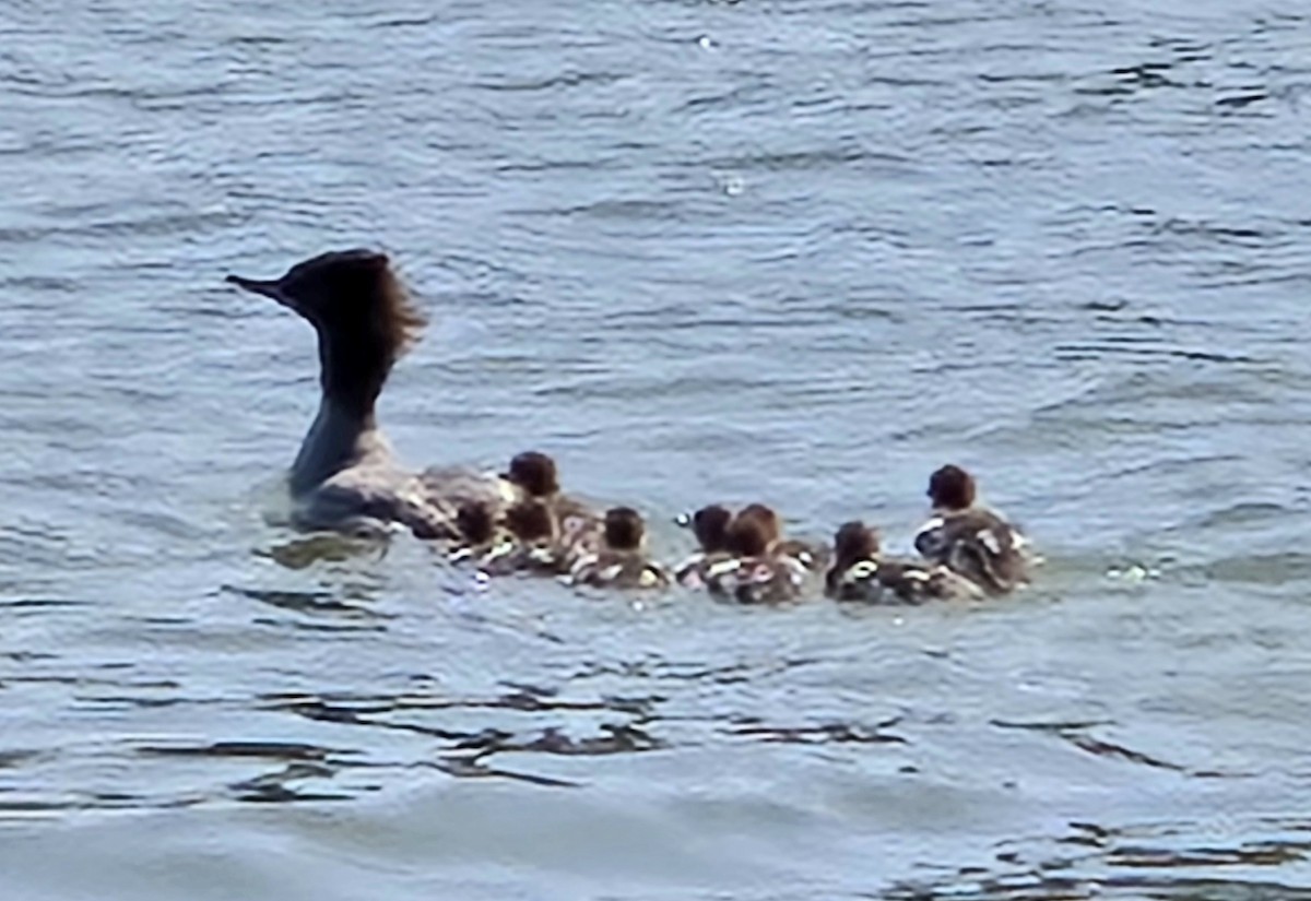 Red-breasted Merganser - ML638271871